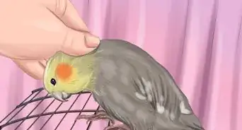 Understand Cockatiel Gestures