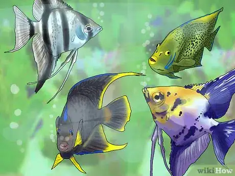 Image titled Know Which Fish to Put Together in a Tank Step 10