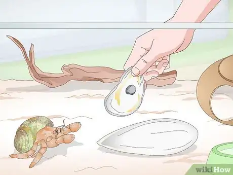 Image titled Care for Land Hermit Crabs Step 11