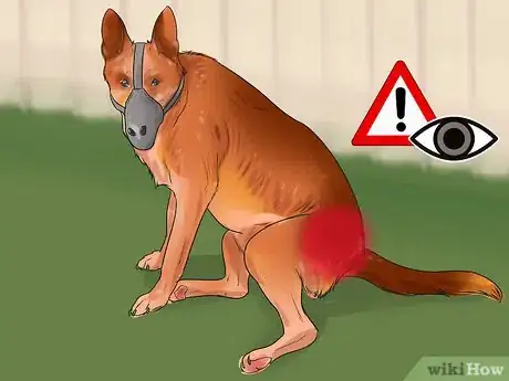 Image titled Groom a Dog That Bites Step 11