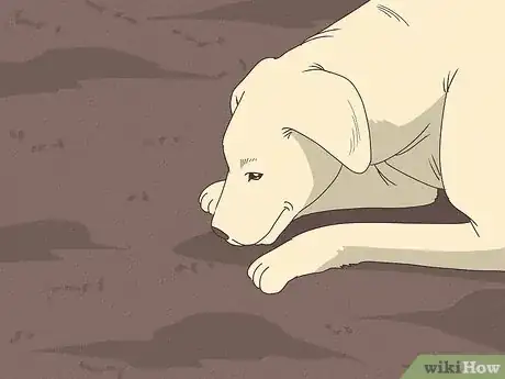 Image titled Why Do Dogs Bury Bones Step 10