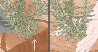 Divide a Lavender Plant