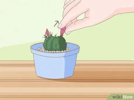 Image titled Grow a Cactus Step 1