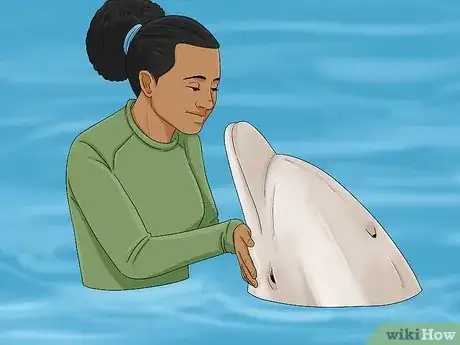 Image titled Become a Dolphin Trainer Step 3