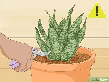 Image titled Care for a Sansevieria or Snake Plant Step 12