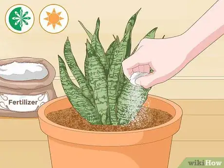 Image titled Care for a Sansevieria or Snake Plant Step 10