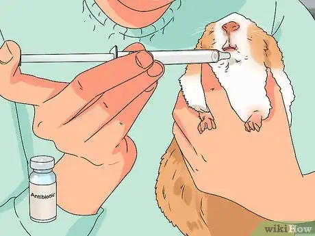 Image titled Neuter a Guinea Pig Step 11