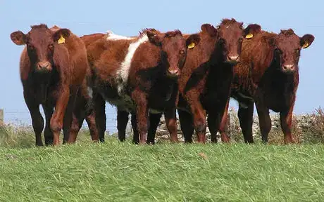 Image titled Shorthorn heifers