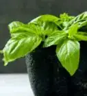 Store Fresh Basil