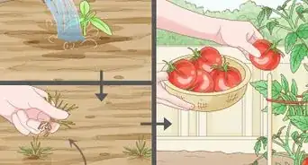 Create a Vegetable Garden