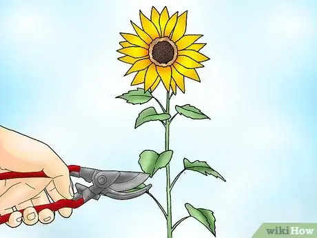 Image titled Prune Sunflowers Step 1