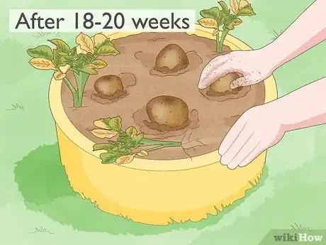 Image titled Grow Potatoes from Potatoes Step 13