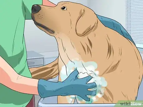 Image titled Bathe a Pregnant Dog Step 8