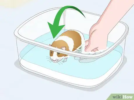 Image titled Bathe a Guinea Pig Step 13