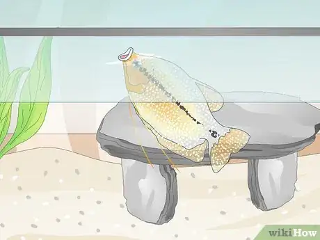 Image titled Reduce Chlorine in an Aquarium Step 12