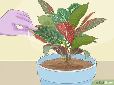 Image titled Prune Croton Plants Step 3