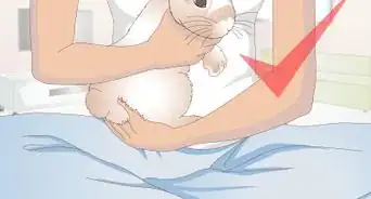 Treat an Injured Rabbit's Paw