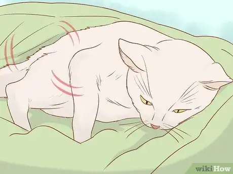 Image titled Tell if a Cat Still Has Kittens Inside Step 3