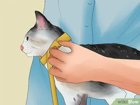 Image titled Put an Elizabethan Collar on a Cat Step 1