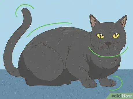 Image titled Identify a Bombay Cat Step 3