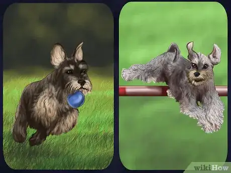 Image titled Treat Diabetes in Miniature Schnauzers Step 15