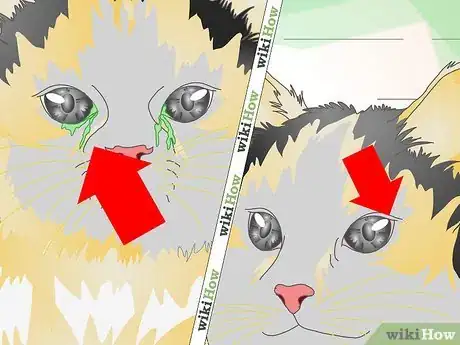 Image titled Treat Cat Eye Infection Step 1