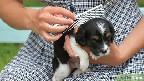 Image titled Groom a Puppy Step 4