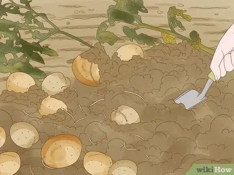 Image titled Regrow Potatoes Step 11