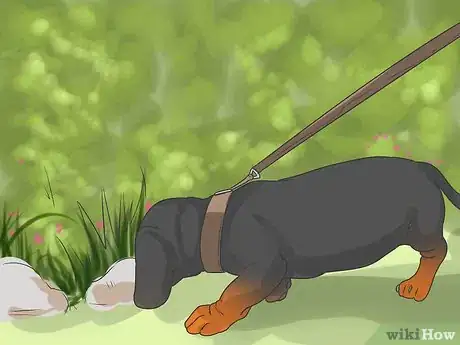 Image titled Start Walking Your Puppy Step 10