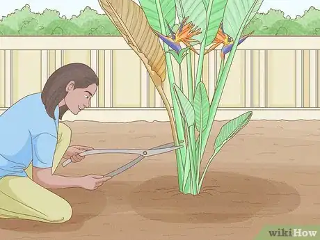 Image titled Grow Bird of Paradise Step 8