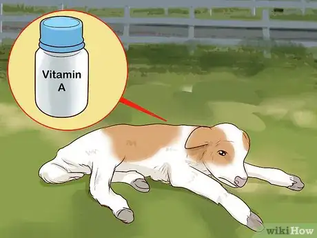 Image titled Bottle Feed Calves Step 11