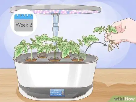 Image titled Aerogarden Tomatoes Step 9