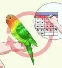 Tame Your Budgies