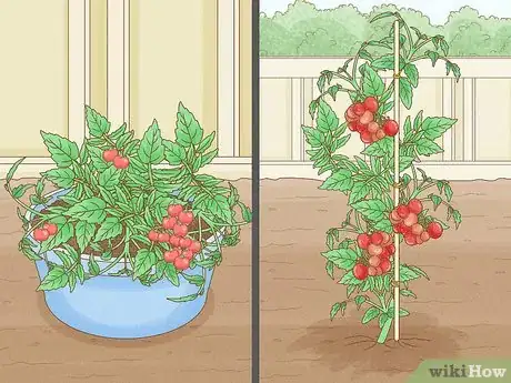 Image titled Grow Tomatoes Indoors Step 1