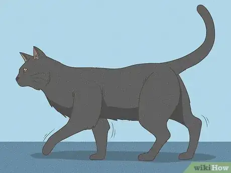 Image titled Identify a Bombay Cat Step 5