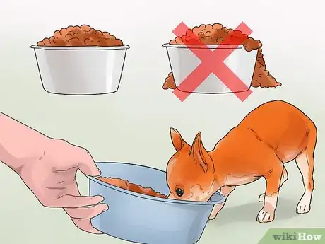 Image titled Feed Chihuahua Dogs Step 12