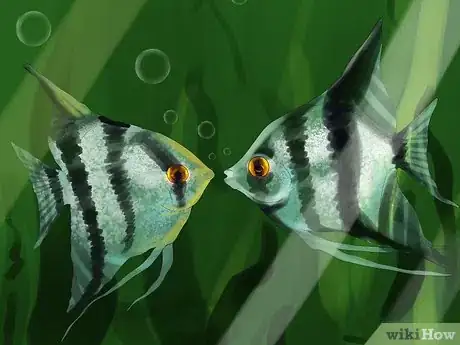 Image titled Tell the Gender of an Angelfish Step 8