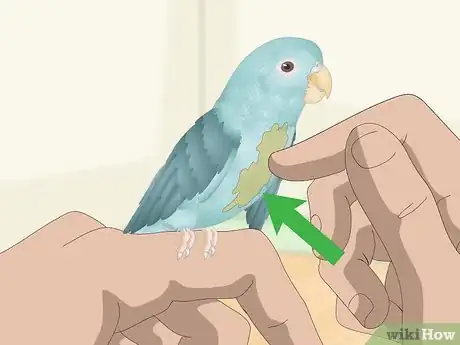 Image titled Spot Signs of Illness in Parrotlets Step 4