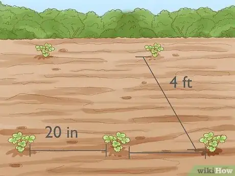 Image titled Grow Strawberries Step 10