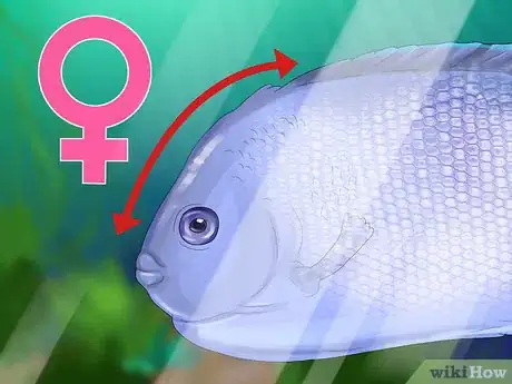 Image titled Tell the Gender of an Angelfish Step 5