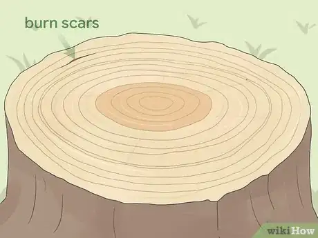 Image titled Count Tree Rings Step 6