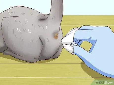 Image titled Clean Your Cat When He Can't Do It Himself Step 18