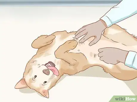 Image titled Care for a Dog Before, During, and After Pregnancy Step 19