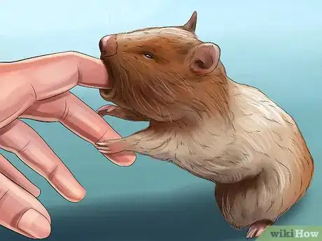 Image titled Diagnose Hamster Respiratory Illnesses Step 9