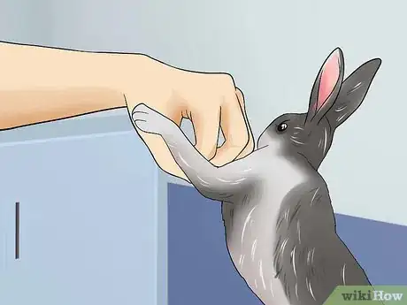 Image titled Teach a Rabbit Not to Scratch Step 6