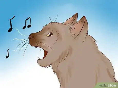 Image titled Identify a Burmese Cat Step 11