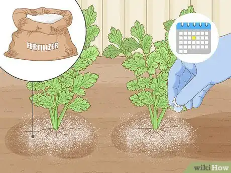 Image titled Grow Parsley Step 14