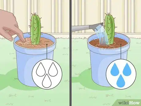 Image titled Grow Cactus in Containers Step 11