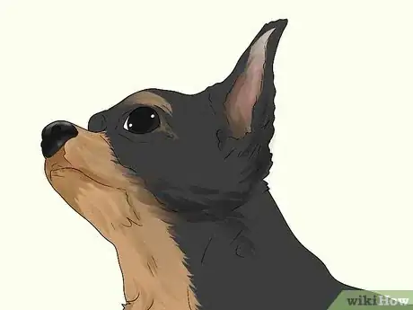 Image titled Identify a Chihuahua Step 4