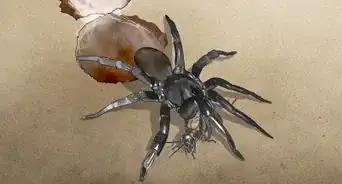 Identify a Trapdoor Spider